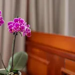 度假村 Bakony - A Felnottbarat - Szarvaskut Vendegpark 4*
